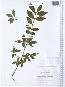 Euonymus alatus (Thunb.) Siebold, Siberia, Baikal & Transbaikal region (S4) (Russia)