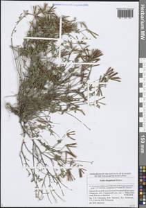 Lotus corniculatus subsp. corniculatus, Eastern Europe, Middle Volga region (E8) (Russia)