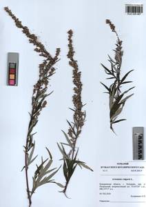 Artemisia vulgaris L., Siberia, Altai & Sayany Mountains (S2) (Russia)