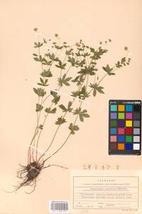 Potentilla erecta (L.) Raeusch., Eastern Europe, Moscow region (E4a) (Russia)