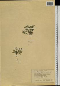 Leptopyrum fumarioides (L.) Rchb., Siberia, Western Siberia (S1) (Russia)