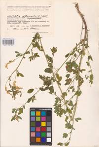 Melilotus officinalis (L.) Lam., Eastern Europe, Lower Volga region (E9) (Russia)