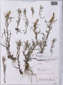 Gamochaeta pensylvanica (Willd.) Cabrera, America (AMER) (Paraguay)