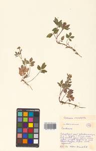 Cardamine macrophylla Willd., Siberia, Russian Far East (S6) (Russia)