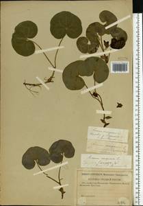 Asarum europaeum L., Eastern Europe, Western region (E3) (Russia)