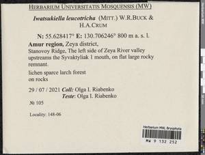Iwatsukiella leucotricha (Mitt.) W.R. Buck & H.A. Crum, Bryophytes, Bryophytes - Russian Far East (excl. Chukotka & Kamchatka) (B20) (Russia)