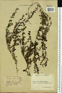 Galium humifusum M.Bieb., Eastern Europe, Rostov Oblast (E12a) (Russia)