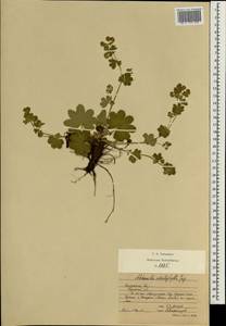 Alchemilla schistophylla Juz., Eastern Europe, Central region (E4) (Russia)