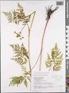 Conioselinum tataricum Hoffm., Eastern Europe, Central region (E4) (Russia)