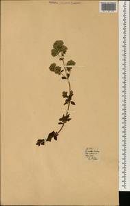 Lamiaceae, Africa (AFR) (Portugal)