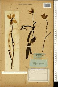 Tulipa sylvestris subsp. australis (Link) Pamp., Caucasus (no precise locality) (K0)