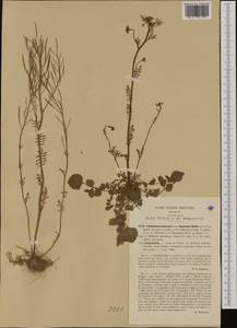 Cardamine pratensis subsp. matthioli (Moretti) Nyman, Western Europe (EUR) (Italy)