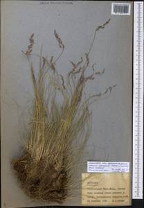 Poa glauca Vahl, Middle Asia, Northern & Central Tian Shan (M4) (Kyrgyzstan)