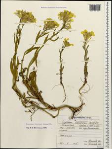 Erysimum ibericum (Adams) DC., Caucasus, North Ossetia, Ingushetia & Chechnya (K1c) (Russia)