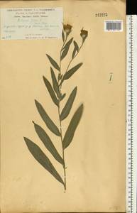 Centaurea jacea L., Eastern Europe, Central forest-and-steppe region (E6) (Russia)