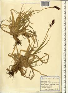 Carex tristis M.Bieb., Caucasus, Armenia (K5) (Armenia)