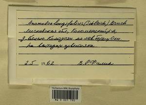Anomodontella longifolia (Schleich. ex Brid.) Ignatov & Fedosov, Bryophytes, Bryophytes - Moscow City & Moscow Oblast (B6a) (Russia)