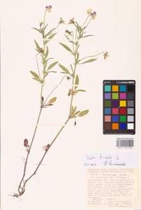 Viola tricolor L., Eastern Europe, Central forest-and-steppe region (E6) (Russia)