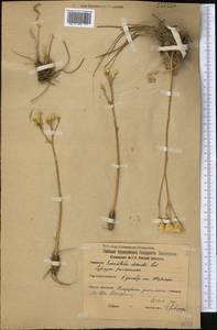 Klasea dissecta (Ledeb.) L. Martins, Middle Asia, Northern & Central Kazakhstan (M10) (Kazakhstan)