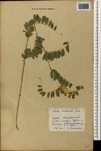 Vicia balansae Boiss., Caucasus, Georgia (K4) (Georgia)