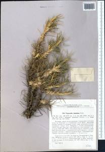 Astragalus verus Olivier, Middle Asia, Kopet Dag, Badkhyz, Small & Great Balkhan (M1) (Turkmenistan)