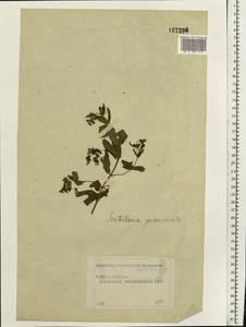 Scutellaria galericulata L., Eastern Europe, Moscow region (E4a) (Russia)