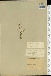 Carex oederi var. oederi, Eastern Europe, Northern region (E1) (Russia)