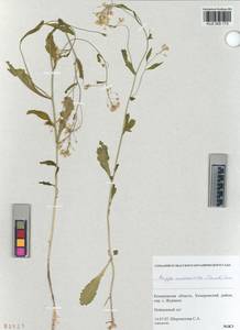 KUZ 005 173, Rorippa × armoracioides (Tausch) Fuss, Siberia, Altai & Sayany Mountains (S2) (Russia)