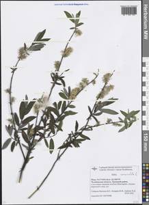 Salix rosmarinifolia L., Eastern Europe, Eastern region (E10) (Russia)