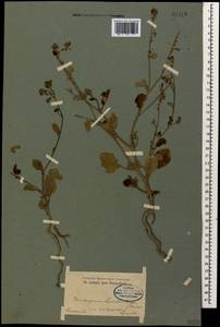 Heliotropium szovitsii (Stev.) Stschegl., Caucasus, Armenia (K5) (Armenia)