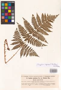 Dryopteris expansa (C. Presl) Fraser-Jenk. & Jermy, Eastern Europe, North-Western region (E2) (Russia)