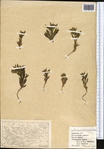 Nonea melanocarpa Boiss., Middle Asia, Syr-Darian deserts & Kyzylkum (M7) (Uzbekistan)