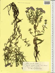 Symphyotrichum ×versicolor (Willd.) G. L. Nesom, Eastern Europe, Lower Volga region (E9) (Russia)