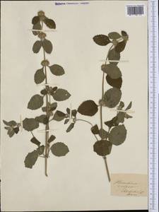 Marrubium vulgare L., Western Europe (EUR) (Italy)