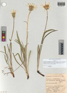 Scorzonera radiata Fisch. ex Colla, Siberia, Altai & Sayany Mountains (S2) (Russia)