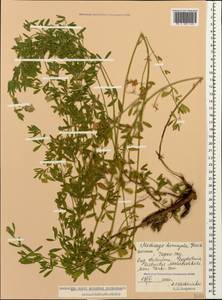 Medicago sativa subsp. varia (Martyn)Arcang., Caucasus, Dagestan (K2) (Russia)
