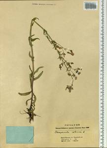 Campanula sibirica L., Siberia, Western Siberia (S1) (Russia)