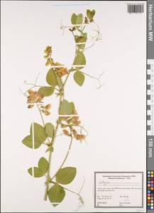 Lathyrus, South Asia, South Asia (Asia outside ex-Soviet states and Mongolia) (ASIA) (Turkey)