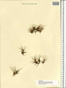 Eleocharis acicularis (L.) Roem. & Schult., Eastern Europe, Northern region (E1) (Russia)