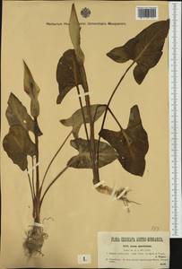 Arum maculatum L., Western Europe (EUR) (Hungary)