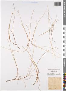Carex pauciflora Lightf., Eastern Europe, Central region (E4) (Russia)