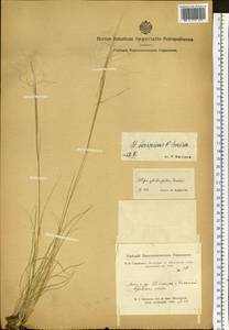 Stipa krylovii Roshev., Siberia, Altai & Sayany Mountains (S2) (Russia)