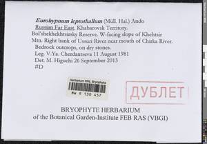 Hypnum leptothallum Paris, Bryophytes, Bryophytes - Russian Far East (excl. Chukotka & Kamchatka) (B20) (Russia)