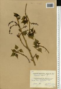 Populus nigra L., Eastern Europe, North Ukrainian region (E11) (Ukraine)