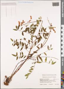 Hedysarum hedysaroides subsp. arcticum (B.Fedtsch.)P.W.Ball, Siberia, Baikal & Transbaikal region (S4) (Russia)