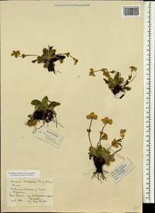 Anemonastrum trullifolium (Hook. fil. & Thomson) Mosyakin, South Asia, South Asia (Asia outside ex-Soviet states and Mongolia) (ASIA) (China)