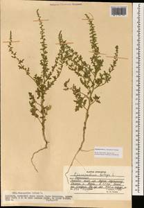 Dysphania botrys (L.) Mosyakin & Clemants, South Asia, South Asia (Asia outside ex-Soviet states and Mongolia) (ASIA) (Afghanistan)