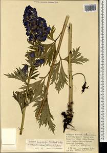 Aconitum kusnezoffii Rchb., Mongolia (MONG) (Mongolia)