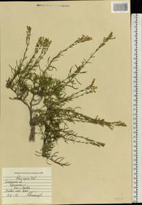 Silene supina M. Bieb., Eastern Europe, Central forest-and-steppe region (E6) (Russia)