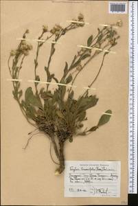 Rhinactinidia limoniifolia (Less.) Novopokr. ex Botsch., Middle Asia, Western Tian Shan & Karatau (M3) (Kyrgyzstan)